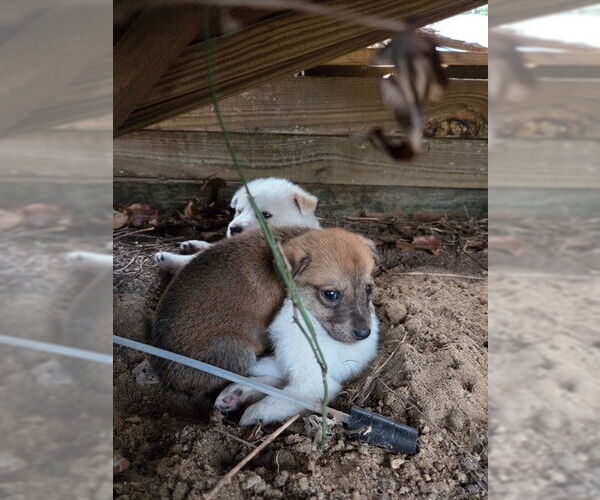 Medium Photo #3 Labrador Retriever-Unknown Mix Puppy For Sale in Oak Bluffs, MA, USA