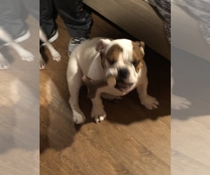 English Bulldog Puppy for sale in MARION, IL, USA