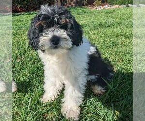 Bernedoodle (Miniature) Puppy for sale in PLACERVILLE, CA, USA