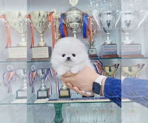 Pomeranian Dogs for adoption in LOS ANGELES, CA, USA
