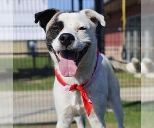 Mutt Dogs for adoption in San Antonio, TX, USA