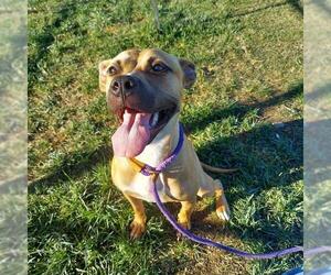 Bullboxer Pit Dogs for adoption in Louisville, KY, USA