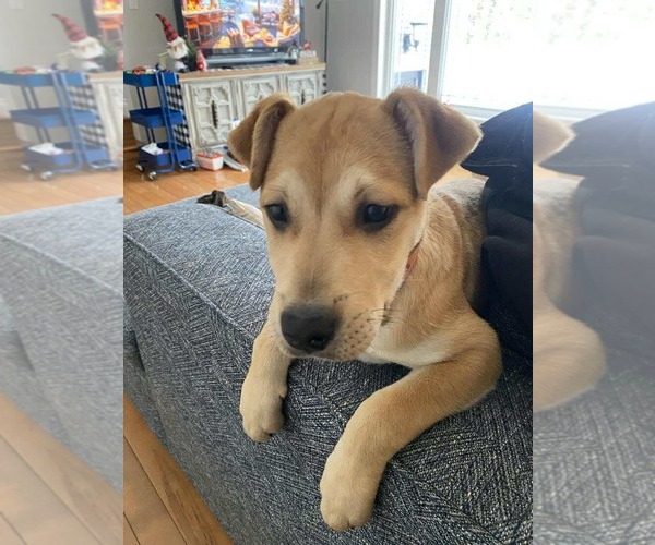 Medium Photo #5 English Mastweiler Puppy For Sale in Oro Medonte, Ontario, Canada