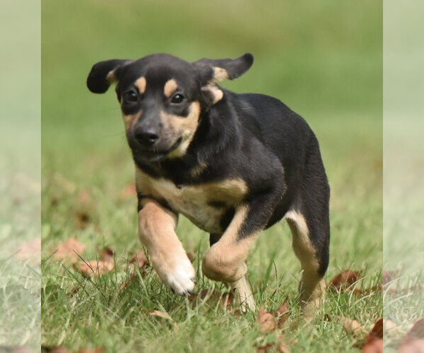 Medium Photo #5 Australian Shepherd-Unknown Mix Puppy For Sale in Mechanicsburg, PA, USA