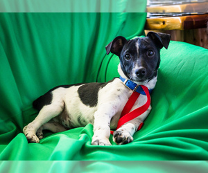 Toy Fox Terrier-Unknown Mix Puppy for sale in WAKARUSA, IN, USA