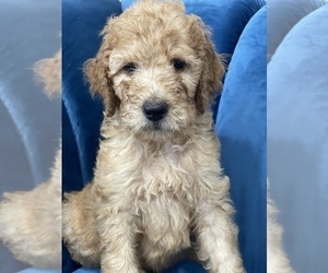 Goldendoodle Puppy for Sale in MIAMI, Florida USA