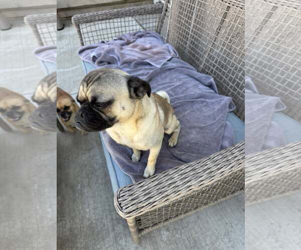 Medium Photo #11 Pug-Unknown Mix Puppy For Sale in Corona, CA, USA