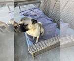 Small Photo #11 Pug-Unknown Mix Puppy For Sale in Corona, CA, USA