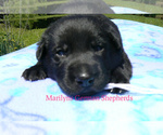 Small #1 German Shepherd Dog