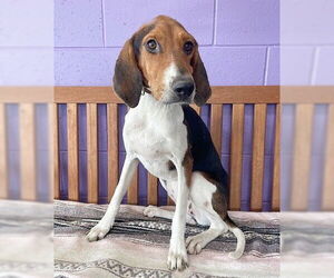 Treeing Walker Coonhound-Unknown Mix Dogs for adoption in Genesee, WI, USA