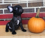 Small Photo #6 French Bulldog Puppy For Sale in HOCKESSIN, DE, USA