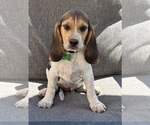 Puppy Green collar Beagle
