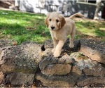 Puppy 4 Goldendoodle