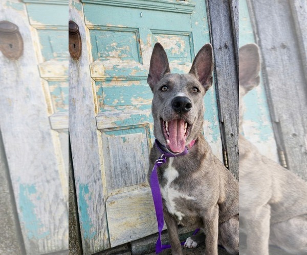 Medium Photo #6 Mutt Puppy For Sale in New London, WI, USA