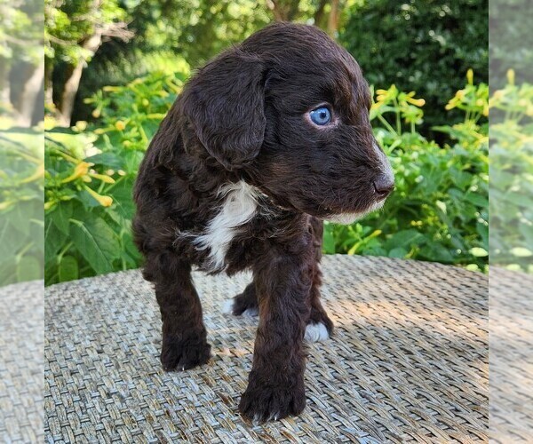 Medium Photo #8 F2 Aussiedoodle Puppy For Sale in COLUMBIA, TN, USA