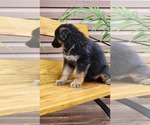 Small #1 German Shepherd Dog