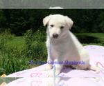 Small #5 German Shepherd Dog