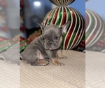 Small Photo #14 French Bulldog Puppy For Sale in HILTON, NY, USA
