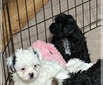 Small #2 Shih-Poo