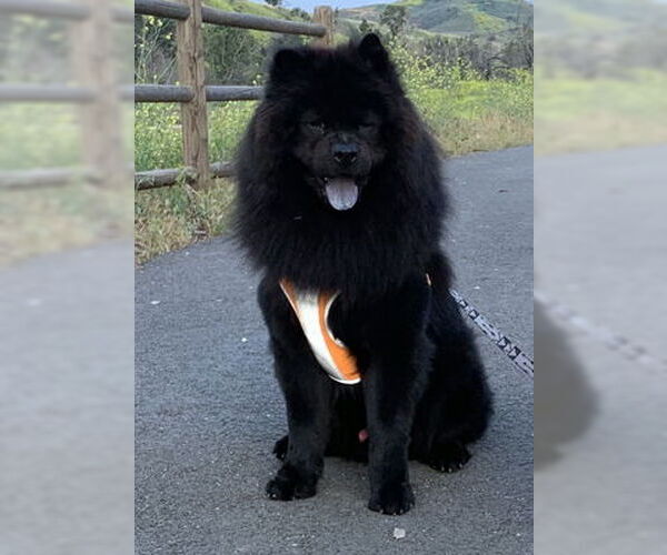 Medium Photo #7 Chow Chow Puppy For Sale in Ventura, CA, USA