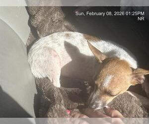 Mutt Dogs for adoption in Ocala, FL, USA