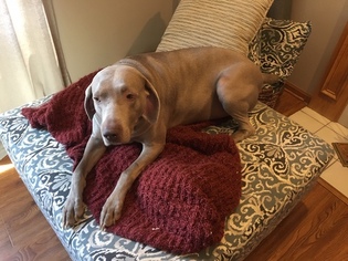 Father of the Weimaraner puppies born on 01/24/2019