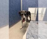 Small Catahoula Leopard Dog Mix