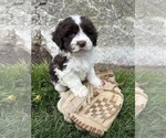 Small #3 Havanese