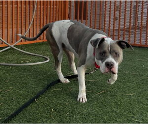 BUTCHER - Male Mutt Dog for Adoption - Photo #2