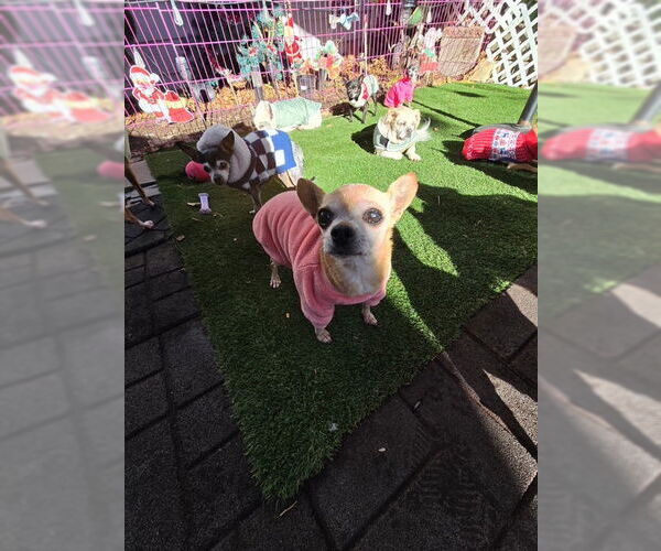 Medium Photo #4 Chihuahua Puppy For Sale in MIDWAY, UT, USA