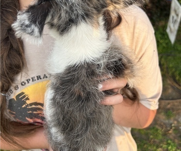 Medium Photo #3 Scottish Terrier Puppy For Sale in BUSH, LA, USA