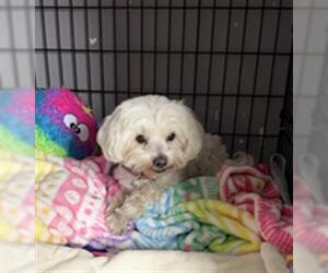Maltese Dogs for adoption in Redlands, CA, USA