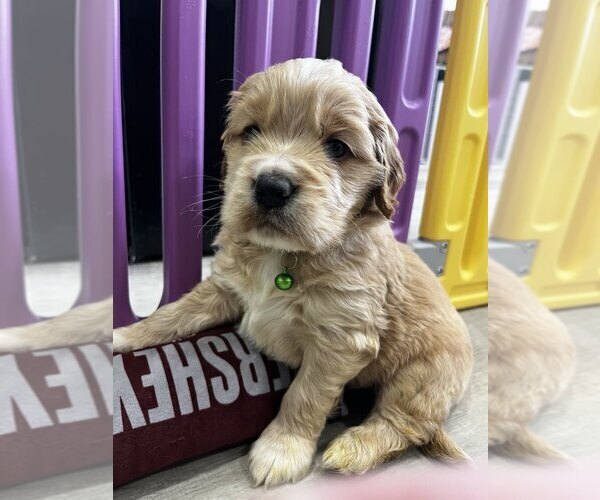 Medium Photo #1 Golden Cocker Retriever Puppy For Sale in Aylmer, Ontario, Canada