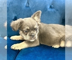 French Bulldog Puppy for sale in NEW YORK, NY, USA