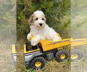 Poodle (Miniature) Puppy for sale in MIDDLEBURY, IN, USA