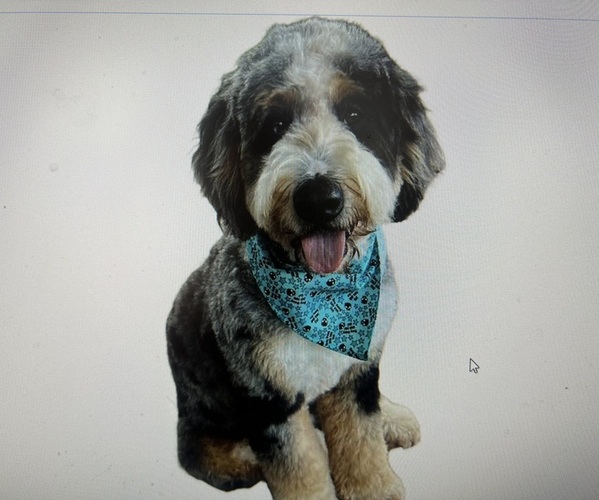 Medium Photo #1 Bernedoodle (Miniature) Puppy For Sale in SALUDA, SC, USA