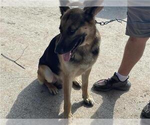 German Shepherd Dog Dogs for adoption in Houston, TX, USA