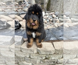 Tibetan Mastiff Puppy for sale in LITTLE CANADA, MN, USA