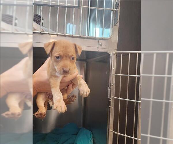 Medium Photo #1 Labrador Retriever-Unknown Mix Puppy For Sale in Houston, TX, USA