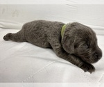 Puppy Ms Sage Newfoundland