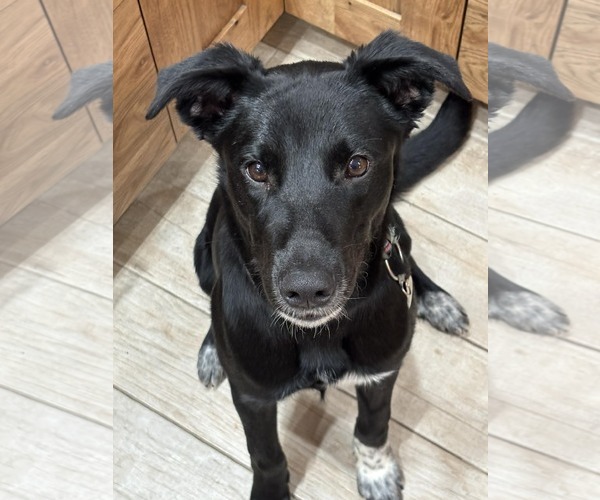 Medium Photo #1 Mutt Puppy For Sale in Polson, MT, USA