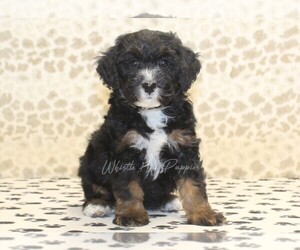 Miniature Bernedoodle Puppy for sale in DENVER, PA, USA