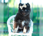 Small Photo #21 Pomeranian Puppy For Sale in WARSAW, IN, USA