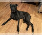 Small #4 Labrador Retriever Mix