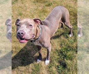 American Pit Bull Terrier Dogs for adoption in Akron, OH, USA