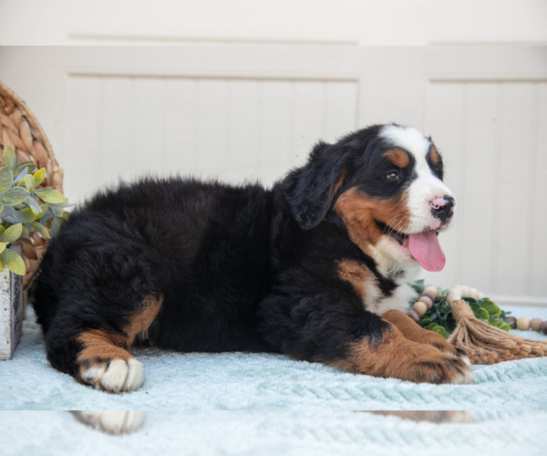 Medium Photo #5 Bernese Mountain Dog Puppy For Sale in BIRD IN HAND, PA, USA