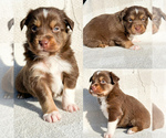 Small #1 Miniature Australian Shepherd
