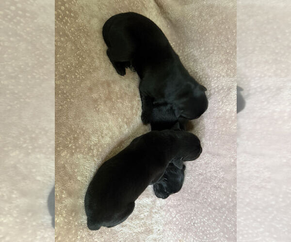 Medium Photo #4 Labrador Retriever Puppy For Sale in CLARKESVILLE, GA, USA