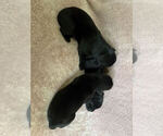 Small #3 Labrador Retriever