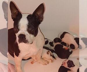 Mother of the Boston Terrier puppies born on 11/23/2023